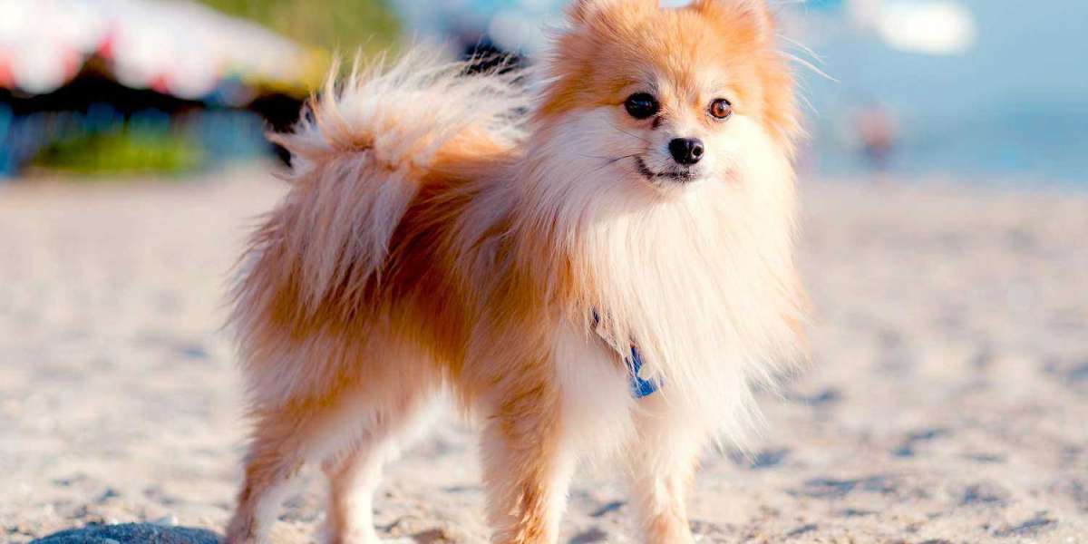 Pomeranian Puppies for Sale in Lucknow: Finding Your Furry Companion